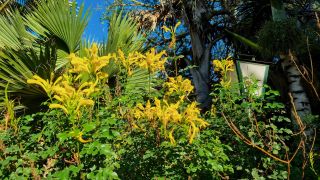 2024-01-GranCan-Jardin_de_la_Marquesa-080.jpg